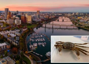 Invasive Chinese mitten crab that can damage flood controls spotted in Oregon — sparking fear from scientists