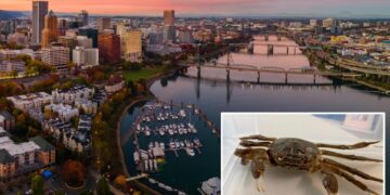 Invasive Chinese mitten crab that can damage flood controls spotted in Oregon — sparking fear from scientists