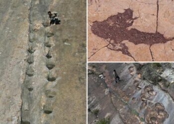 16,000 fossil footprints in central Bolivia reveal dinosaur behavior