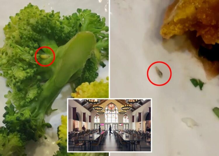 Cafeteria creepy crawlies: USC students claim dining halls are wriggling with problems