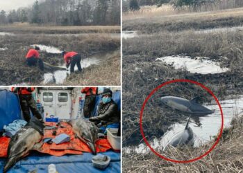 Two stranded dolphins rescued from Massachusetts marsh