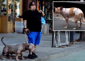 Justice for Penny! NYC dog owner  behind bars for failing to turn over dogs involved in multiple attacks