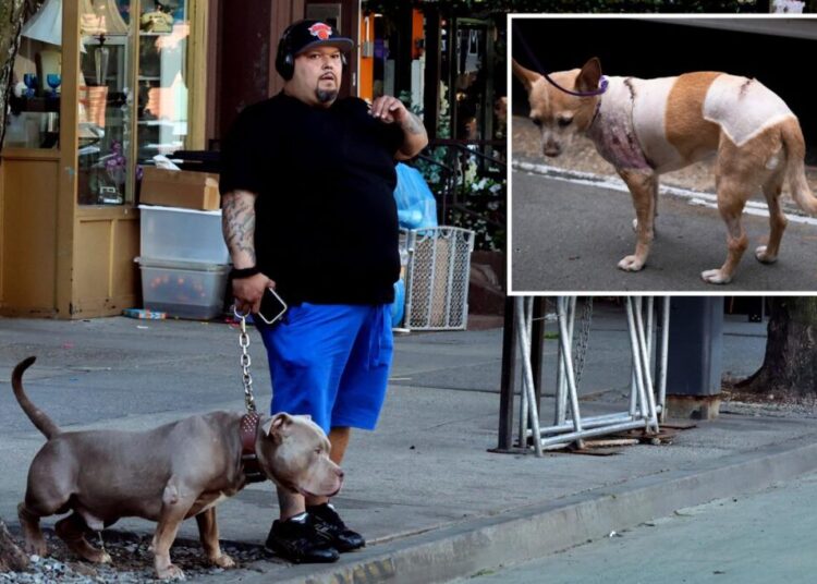 Justice for Penny! NYC dog owner behind bars for failing to turn over dogs involved in multiple attacks