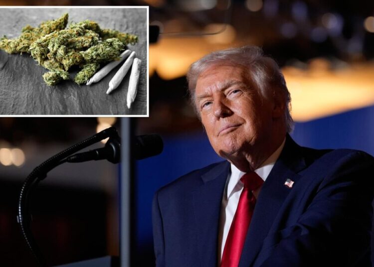 Cannabis stocks spike on reports Trump plans to ease federal pot restrictions