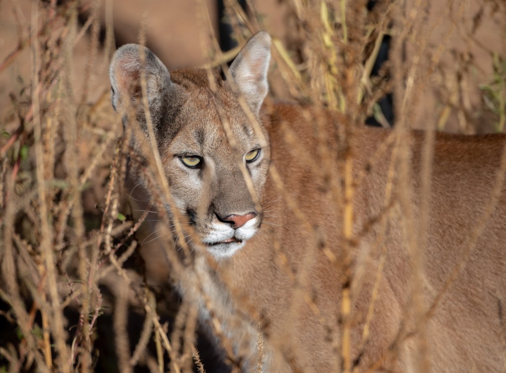 Puma or mountain lion stalking in the brush.