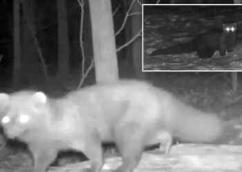 Predator not seen in Ohio for more than 100 years caught on camera
