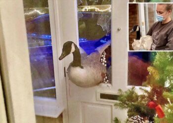 ‘Enormous’ goose barrels through woman’s front door, sending her into a panic thinking it was a thief