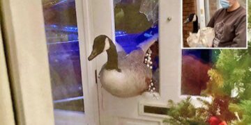 ‘Enormous’ goose barrels through woman’s front door, sending her into a panic thinking it was a thief