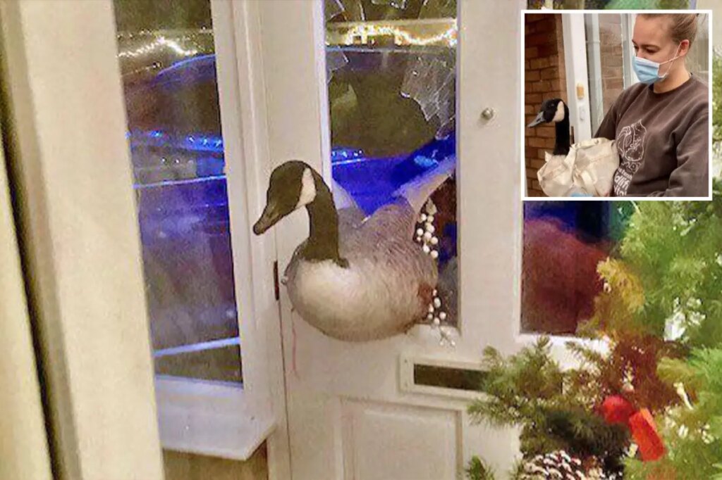 ‘Enormous’ goose barrels through woman’s front door, sending her into a panic thinking it was a thief