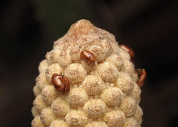 A Hot Plant’s Mysterious Signal Makes Beetles Pollinate It