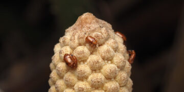 A Hot Plant’s Mysterious Signal Makes Beetles Pollinate It