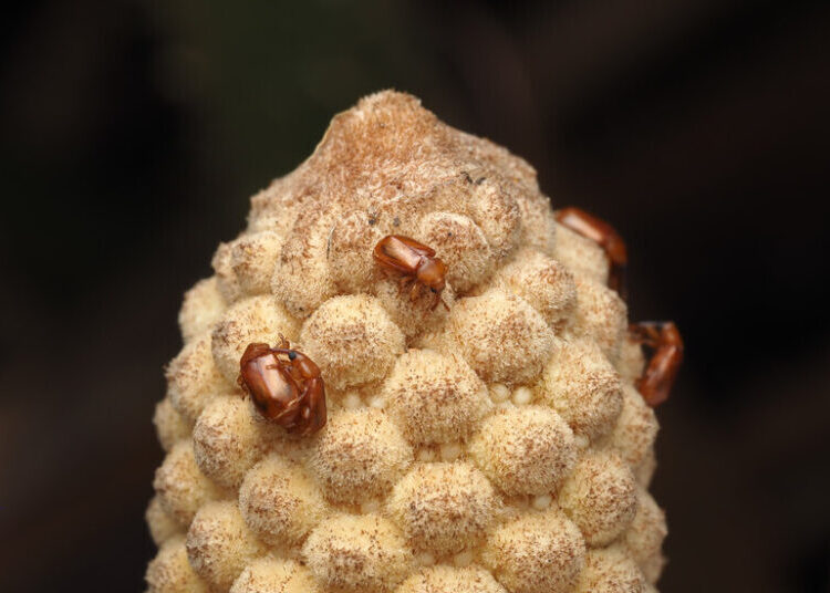 A Hot Plant’s Mysterious Signal Makes Beetles Pollinate It