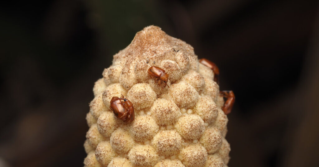 A Hot Plant’s Mysterious Signal Makes Beetles Pollinate It