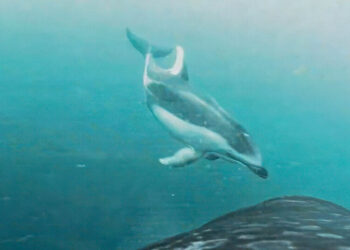 Killer Whales Find an ‘Unlikely Friend’ in Dolphins