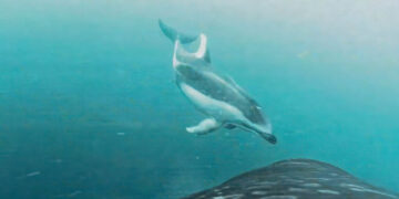 Killer Whales Find an ‘Unlikely Friend’ in Dolphins