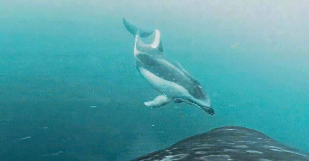 Killer Whales Find an ‘Unlikely Friend’ in Dolphins