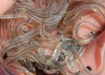 Eels in the Bronx: Slimy, Hardy and Hungry