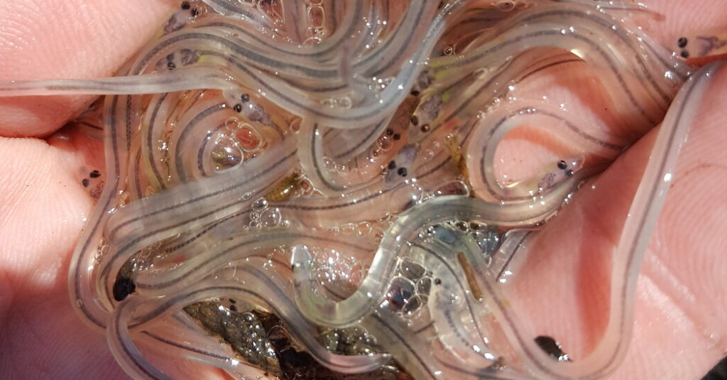 Eels in the Bronx: Slimy, Hardy and Hungry