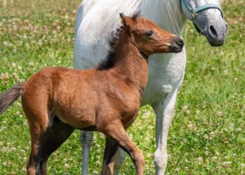 Some Horse Breeds Are Near Extinction. These People Are Trying to Save Them.
