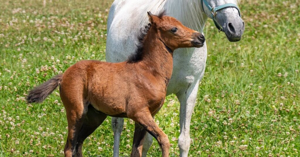 Some Horse Breeds Are Near Extinction. These People Are Trying to Save Them.