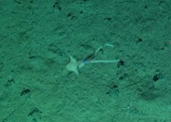This Squid Is Playing Peekaboo at the Bottom of the Ocean