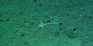 This Squid Is Playing Peekaboo at the Bottom of the Ocean