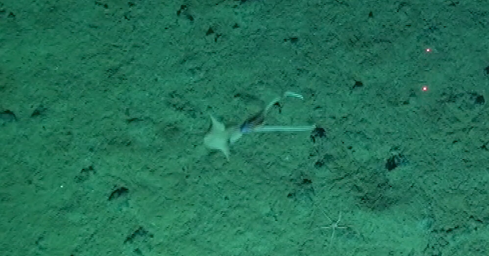 This Squid Is Playing Peekaboo at the Bottom of the Ocean