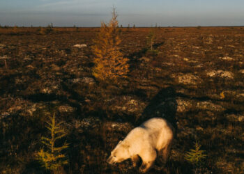 Reporting on Arctic Sovereignty in the Polar Bear Capital of the World