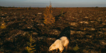 Reporting on Arctic Sovereignty in the Polar Bear Capital of the World