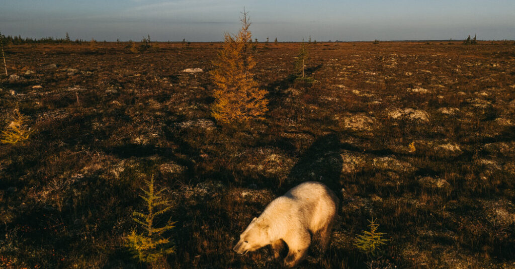 Reporting on Arctic Sovereignty in the Polar Bear Capital of the World