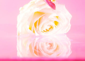 The Best Romance Novels of 2025