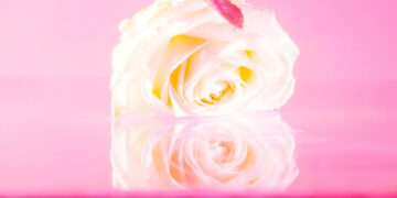 The Best Romance Novels of 2025