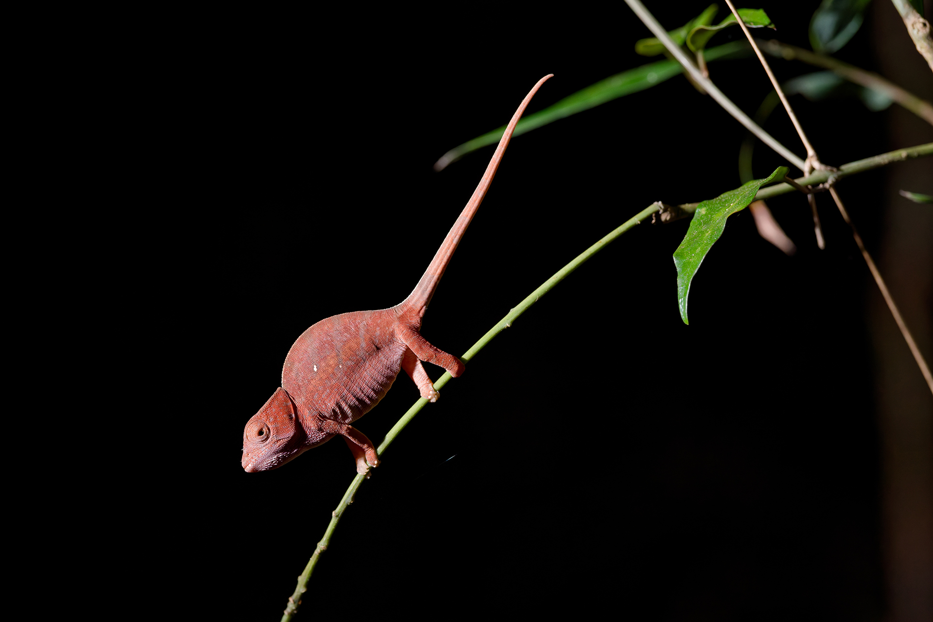 A red chameleon gripping onto a small branch at night A red chameleon gripping onto a small branch at night