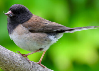 How the Pandemic Lockdowns Changed a Songbird’s Beak