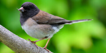 How the Pandemic Lockdowns Changed a Songbird’s Beak