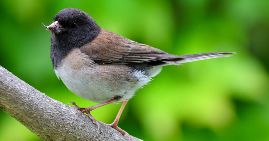 How the Pandemic Lockdowns Changed a Songbird’s Beak