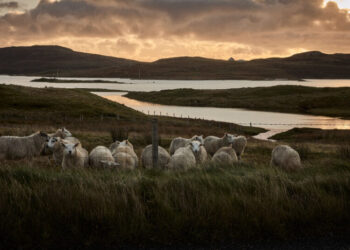 A Bleak Island, a Struggling Mill and a Very Distinctive Fabric