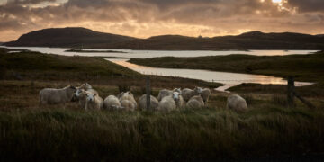 A Bleak Island, a Struggling Mill and a Very Distinctive Fabric