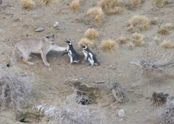 Penguins Become Prey for the Pumas of Patagonia