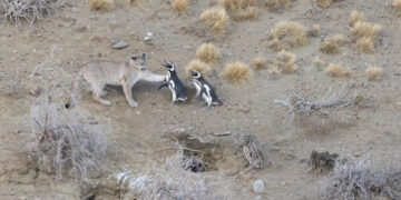Penguins Become Prey for the Pumas of Patagonia