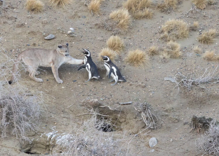 Penguins Become Prey for the Pumas of Patagonia
