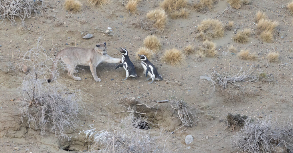Penguins Become Prey for the Pumas of Patagonia