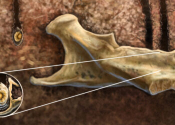 When the Bones Were Good, These Bees Buried Their Babies