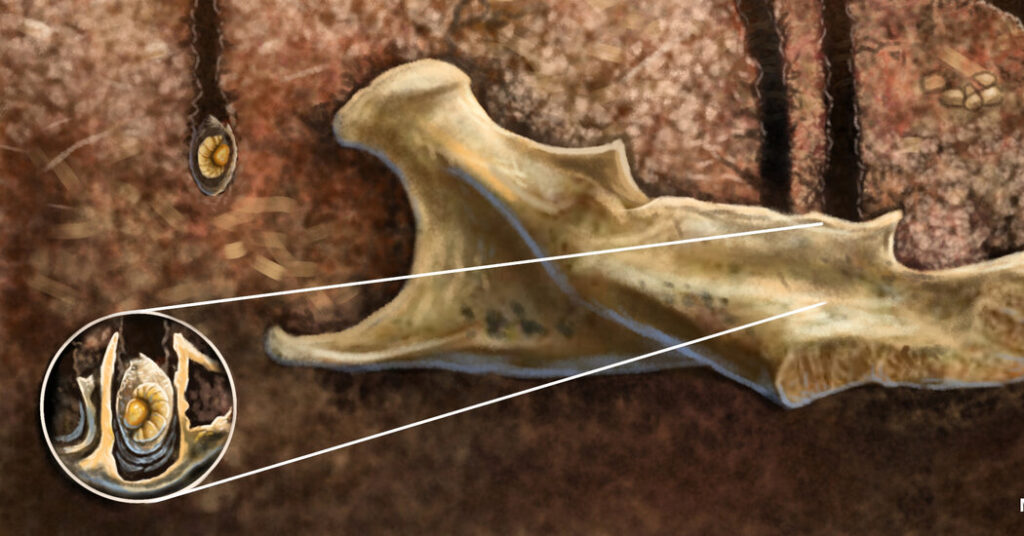 When the Bones Were Good, These Bees Buried Their Babies