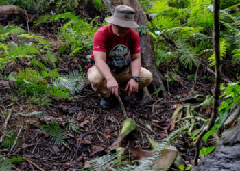 In a Remote Jungle, the Gruesome Poaching of Rare Elephants