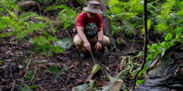 In a Remote Jungle, the Gruesome Poaching of Rare Elephants