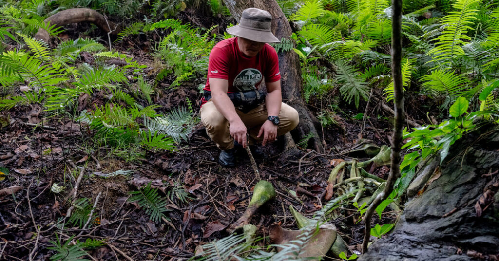 In a Remote Jungle, the Gruesome Poaching of Rare Elephants