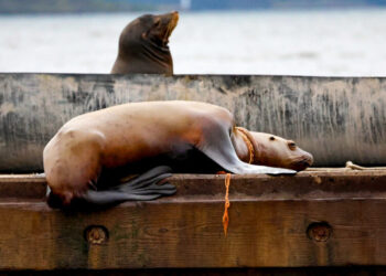 Team Races Against Time to Save a Tangled Sea Lion in British Columbia