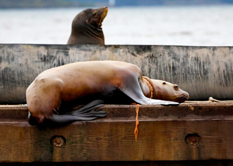 Team Races Against Time to Save a Tangled Sea Lion in British Columbia