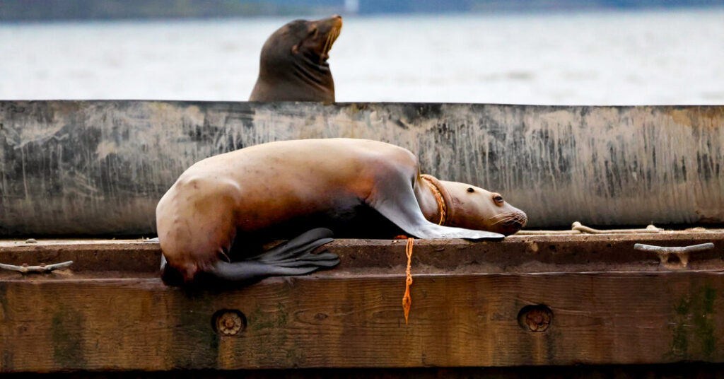 Team Races Against Time to Save a Tangled Sea Lion in British Columbia